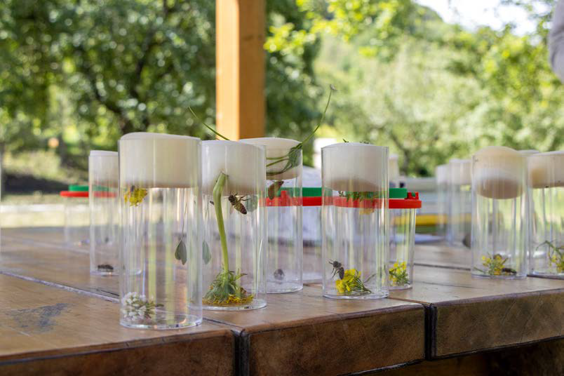 Nachhaltigkeit lernen Streuobstpädagogik