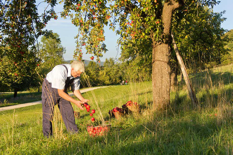 Most aus alten Obstsorten - Streuobstwirtschaft