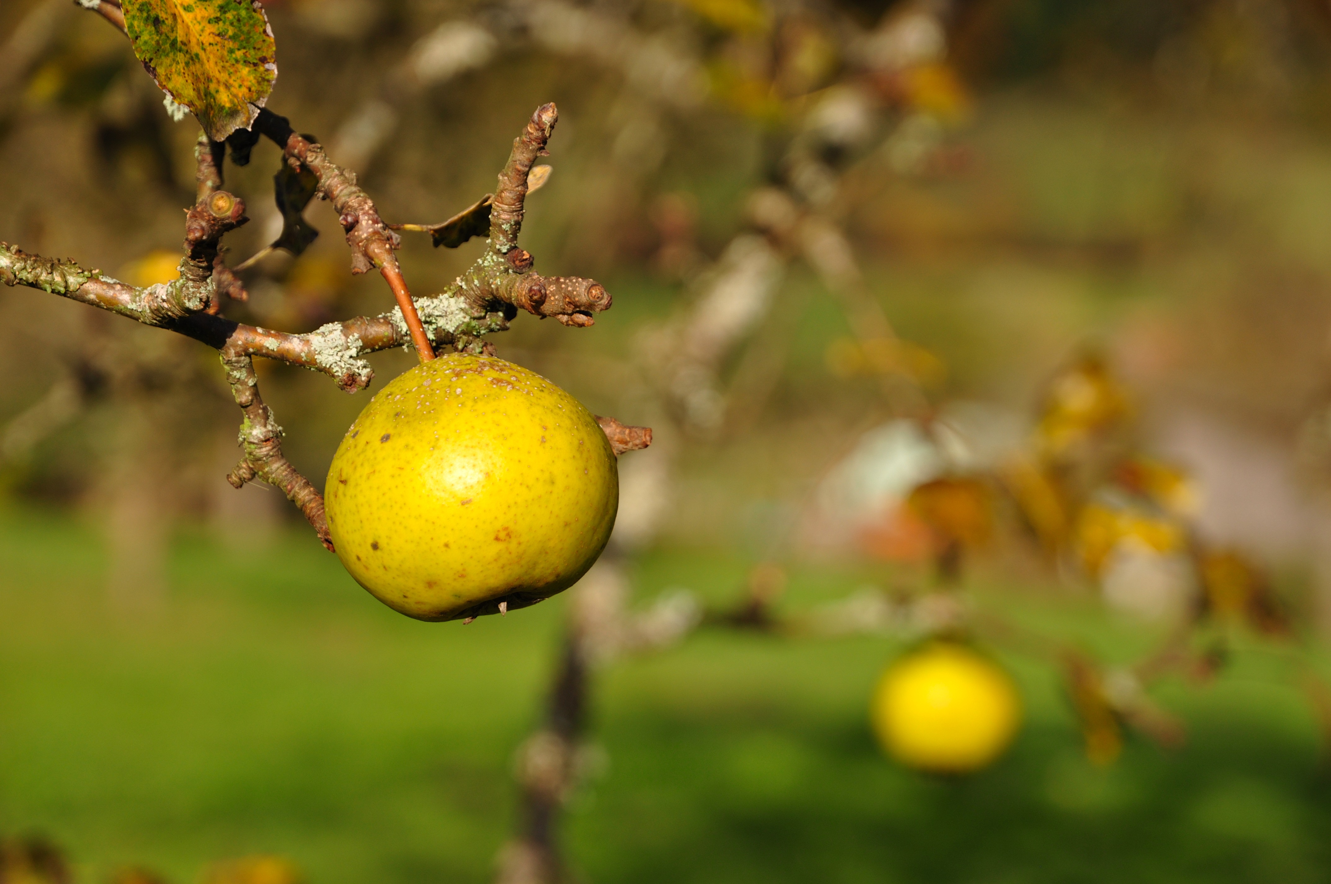 Schwäbische Obstarche - Gelbmöstler