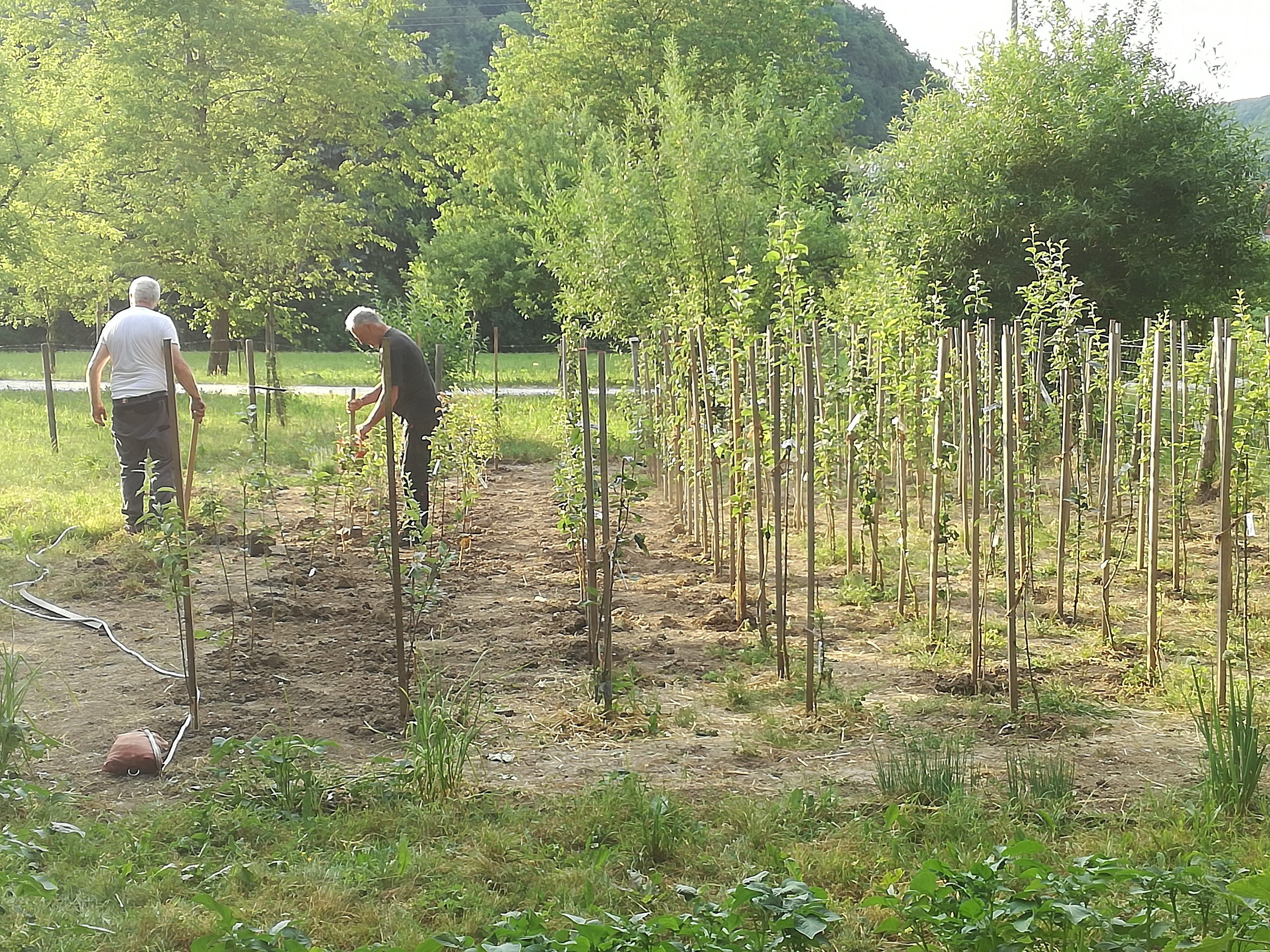 Schwäbische Obstarche - Jungbaumschule